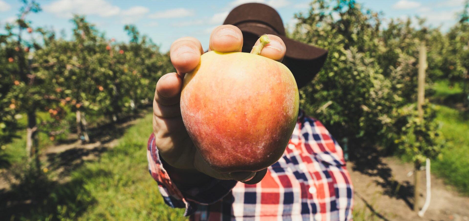 Frankfurt Apfelweine